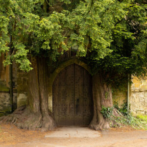 Small wooden door know as the Hobbit door surrounded by trees