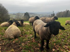 Baby lambs in a field in the Cotswolds. Come and see them this April