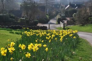 Visiting the Cotswolds in a March. Daffodils at Stanton